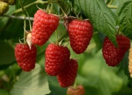 1669162834_3-pibig-info-p-malina-vasena-vkontakte-3 — kopiya